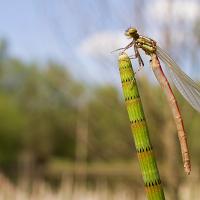 Large Red Damselfly wideangle 2 